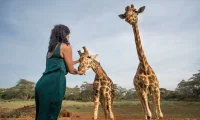 feeding_giraffes