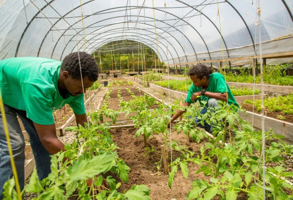 Anse_Chastanet_vegetable_garden