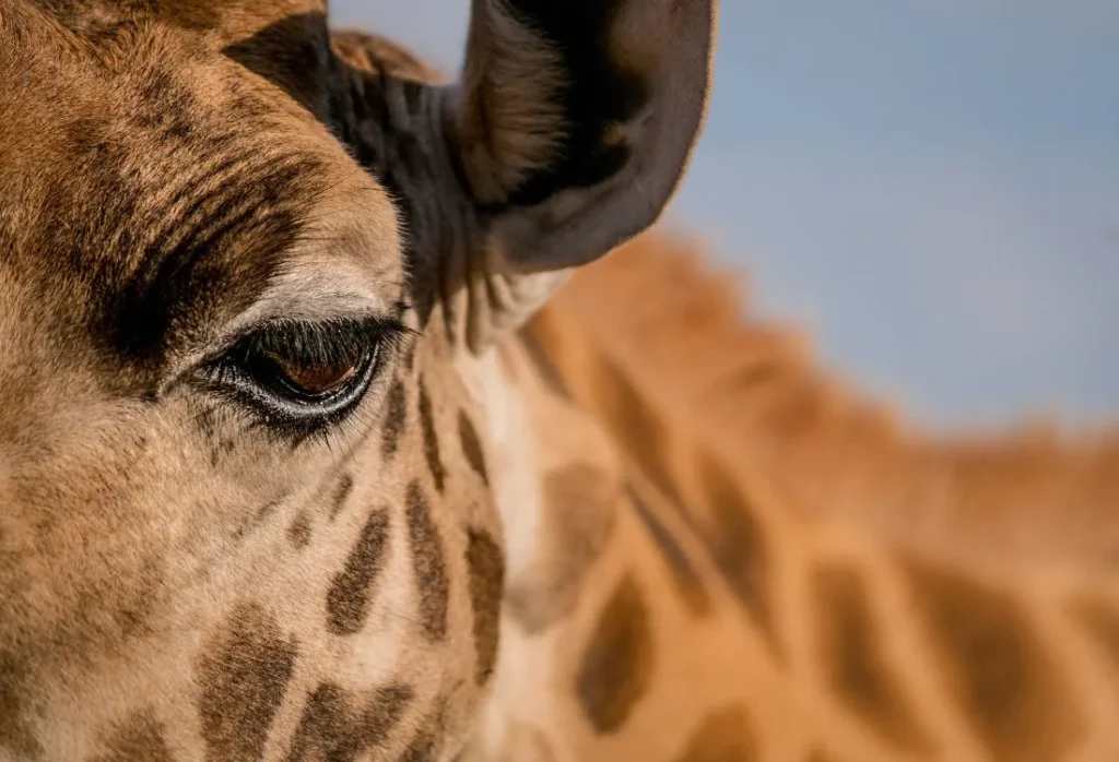 hotel_with_giraffes