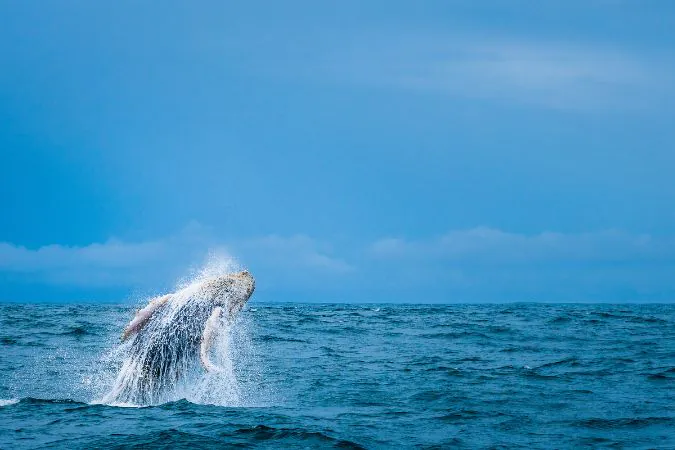 whale_watching_costa_rica