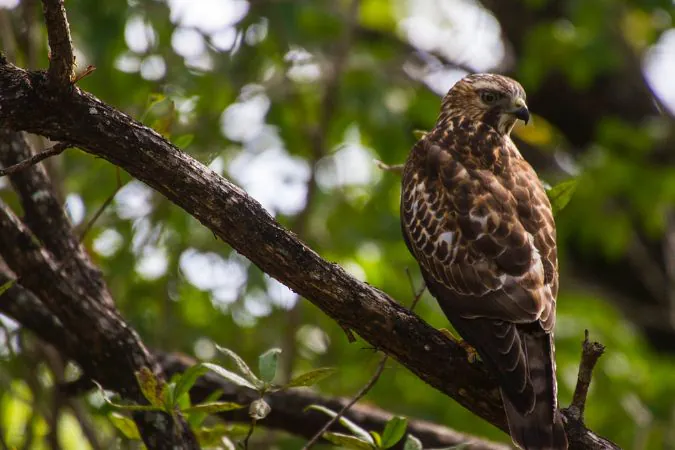 Morgans_rock_bird_watching
