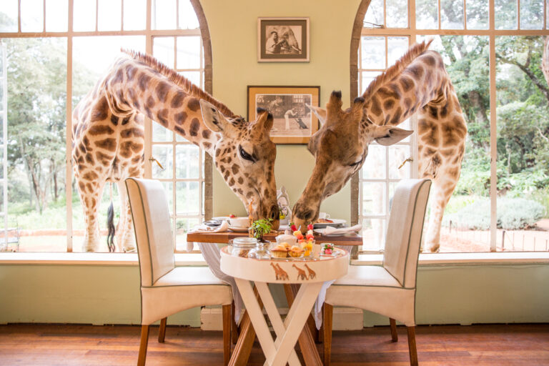 breakfast_with_giraffes