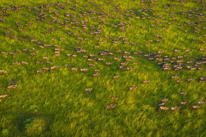 salas_camp_wilderbeest_migration