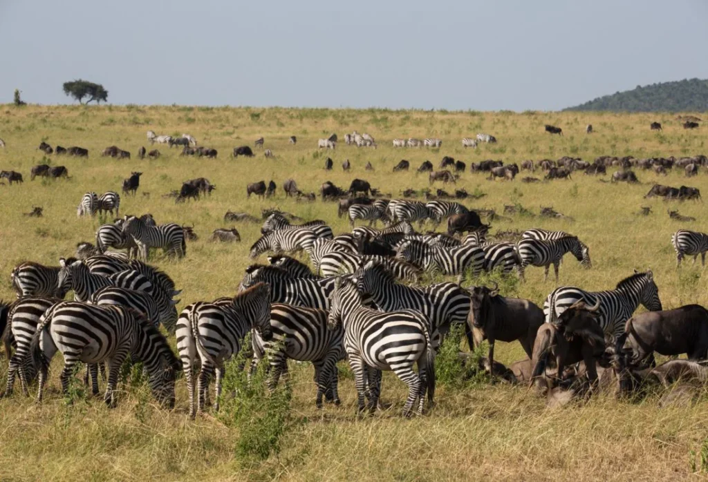 salas_camp_luxury_safari_hotel