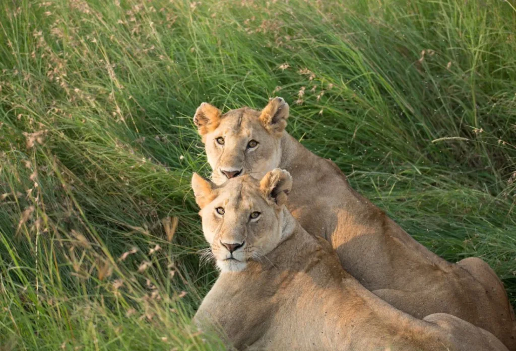 wildlife_conservation