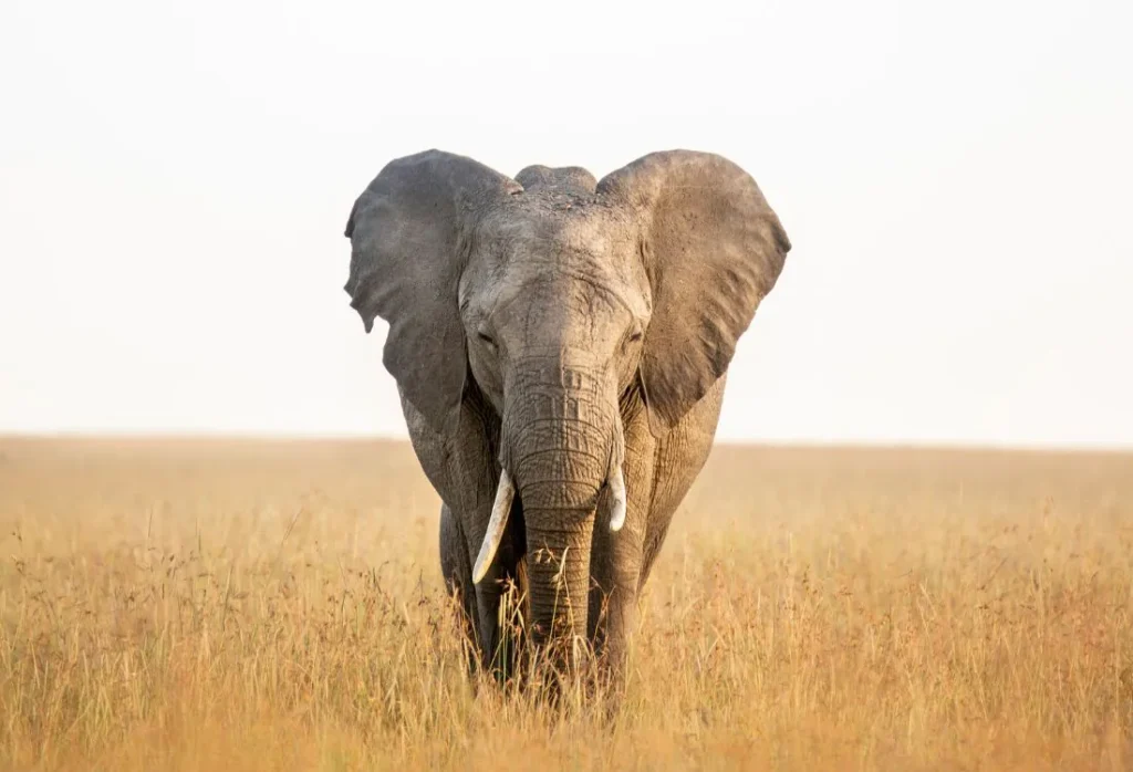 salas_camp_luxury_safari_hotel