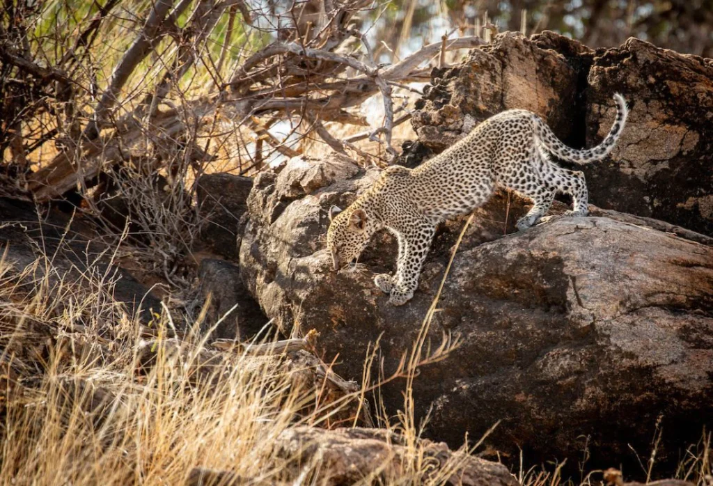 sasaab_african_safari_hotel