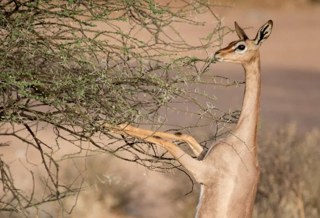 sasaab_african_safari_hotel