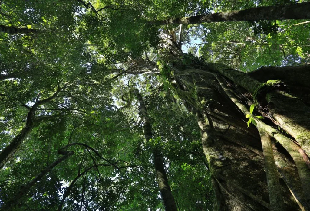 Senda_Monteverde_cloud_forest