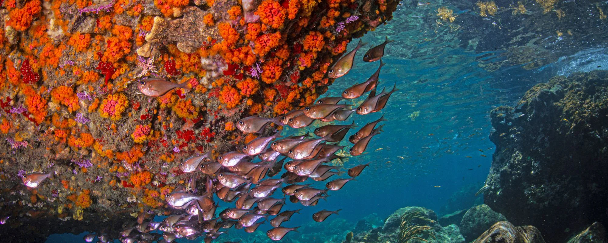 ocean_safari_destinations