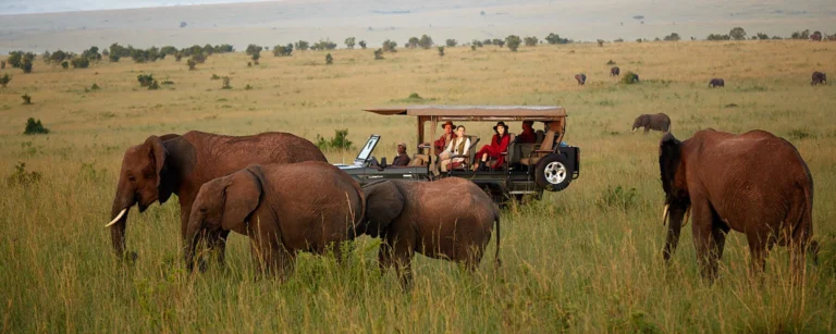 wild_safari