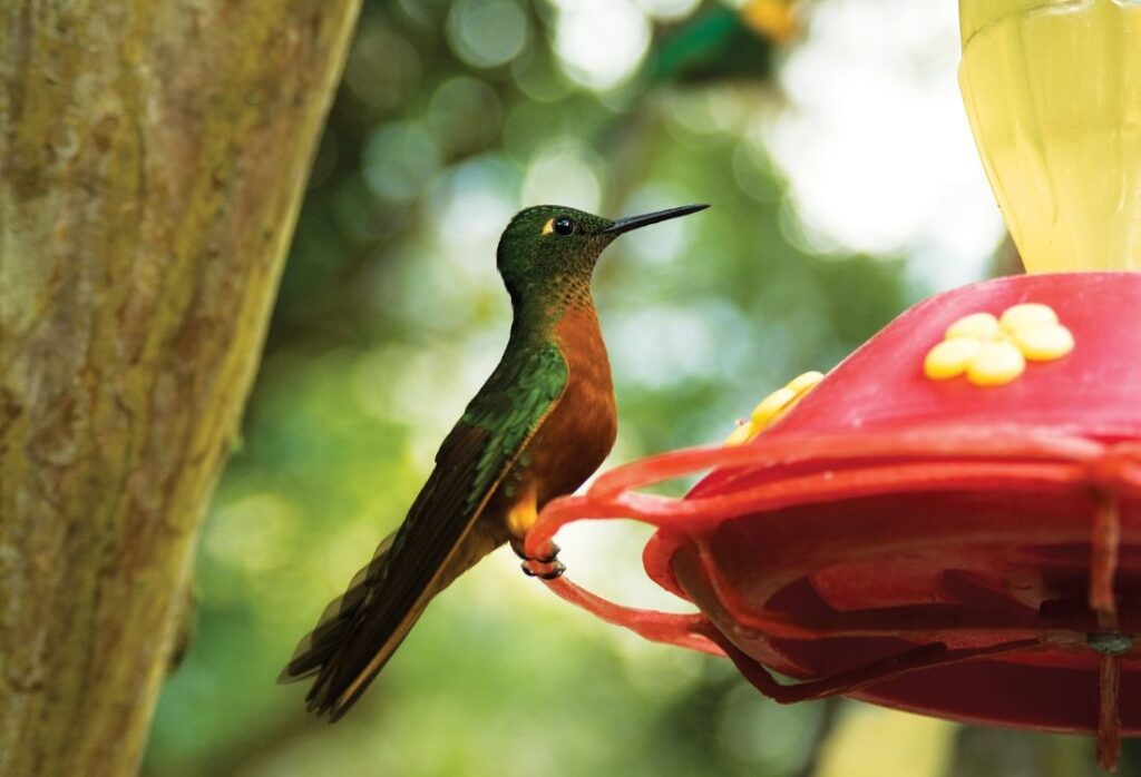 machu_picchu_birdwatching
