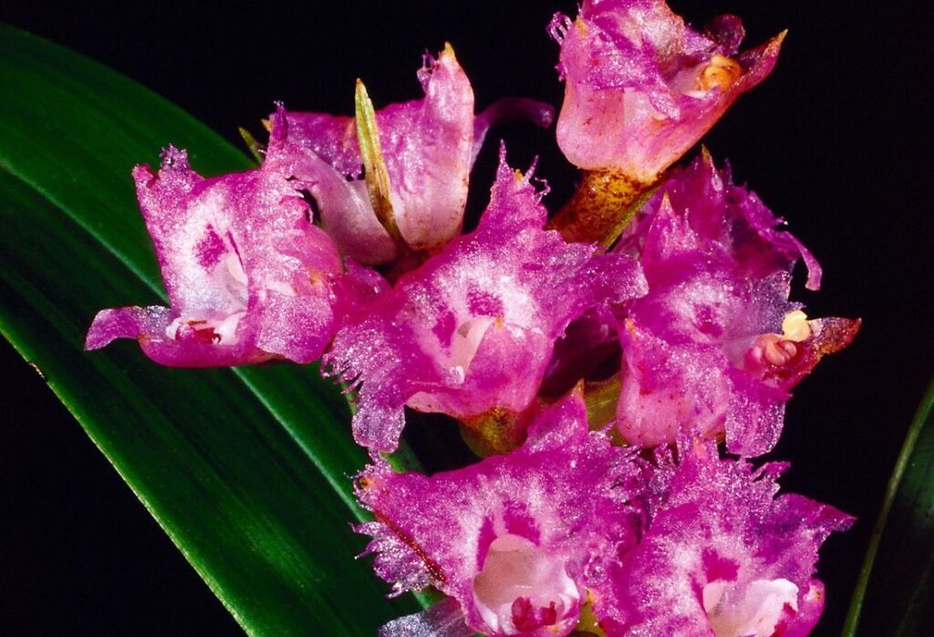 orchids
