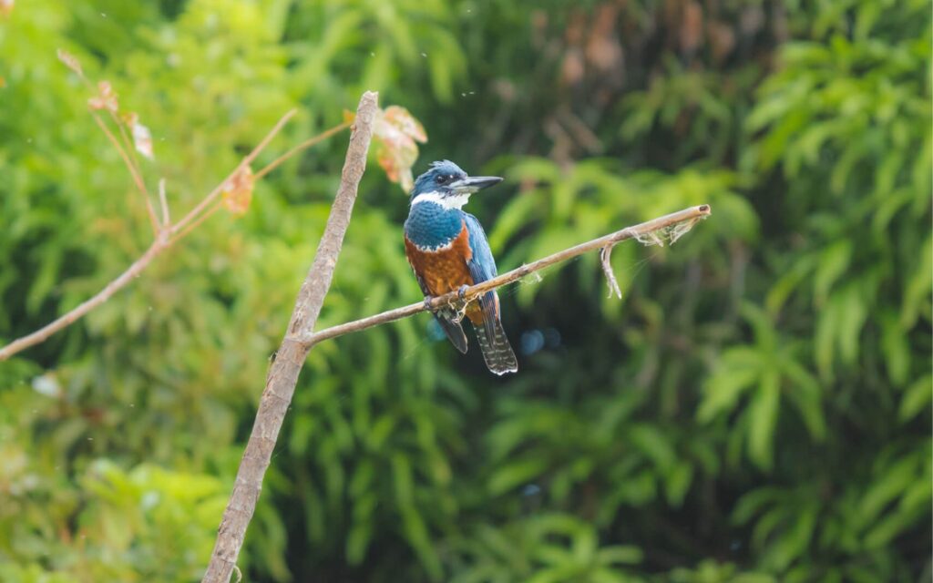 bird_watching_Nicaragua
