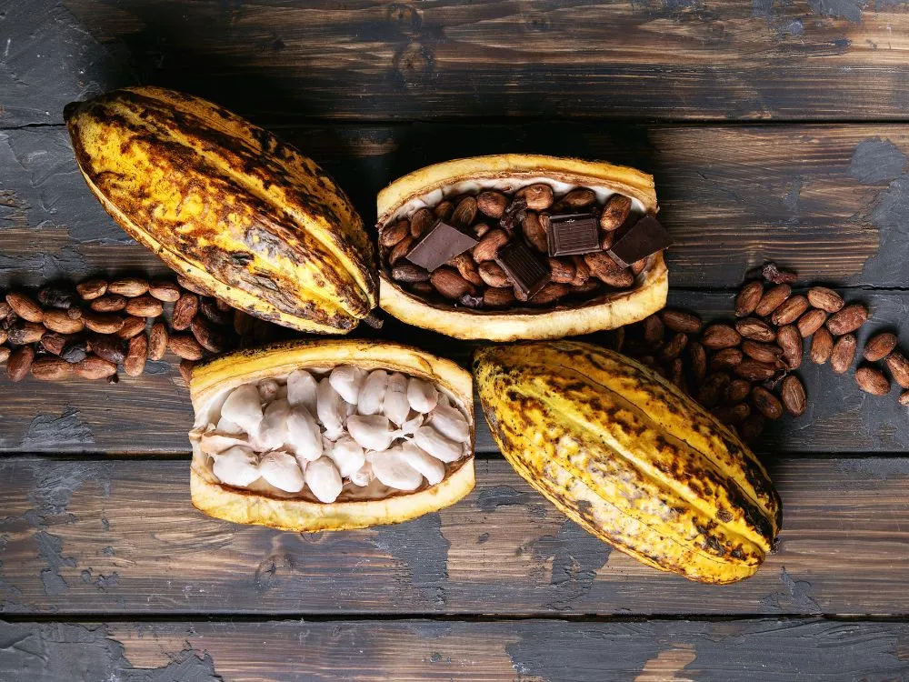 Aguas_Claras_cacao_tour_Costa_Rica