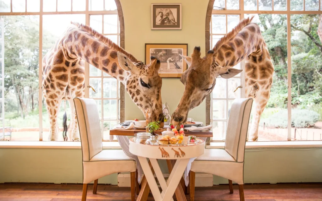 breakfast_with_giraffes
