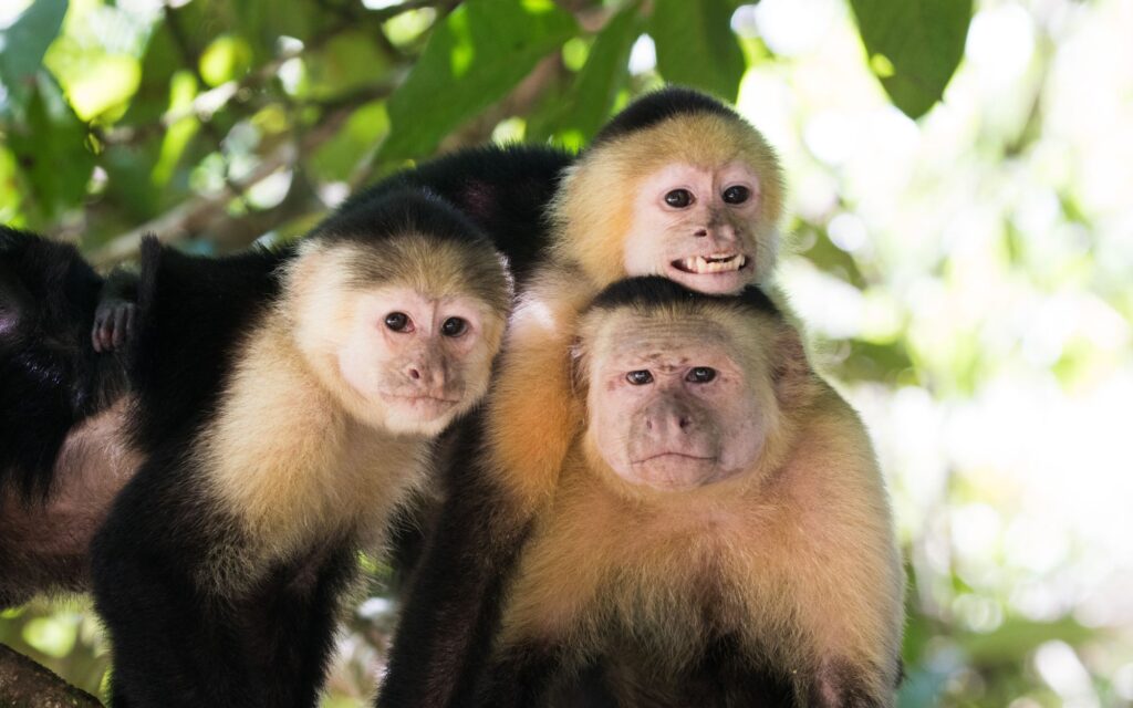 Senda_Monteverde_monkey_quest_in_costa_rica