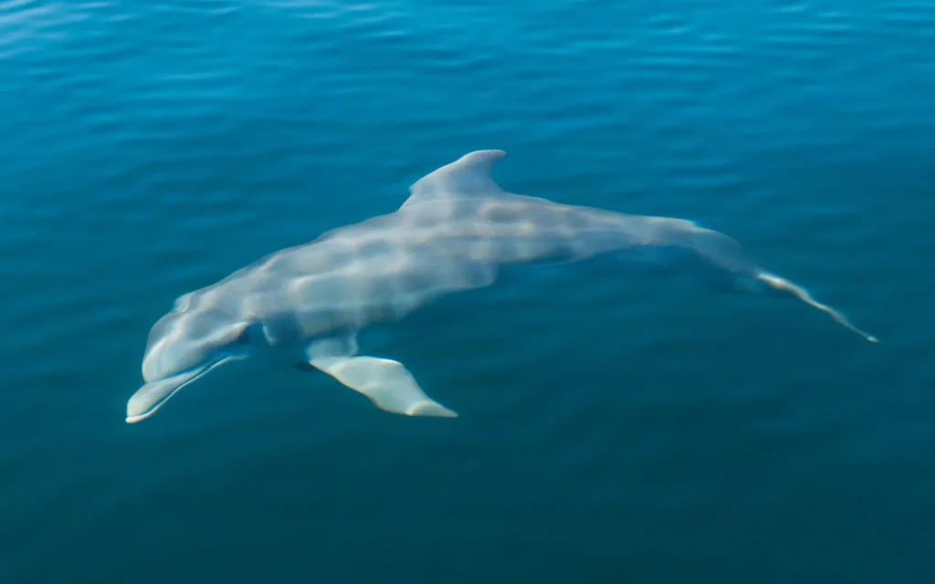 marine__wildlife_azores_portugal