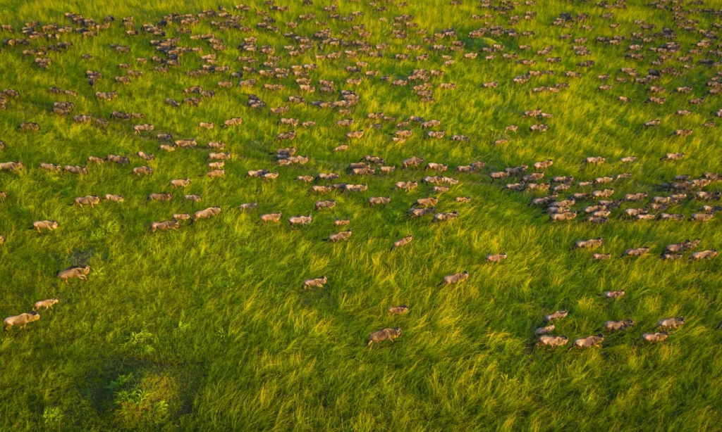 Wildebeest_migration
