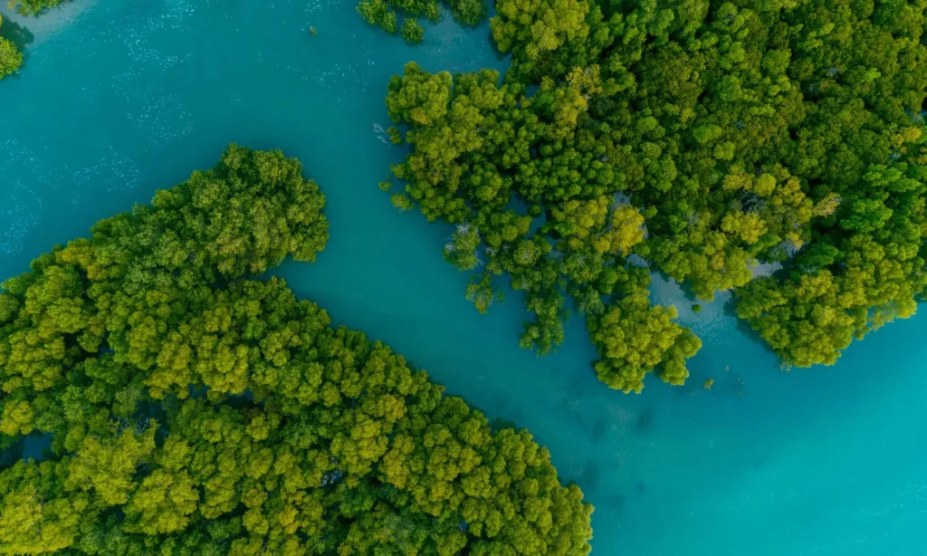 mangroves