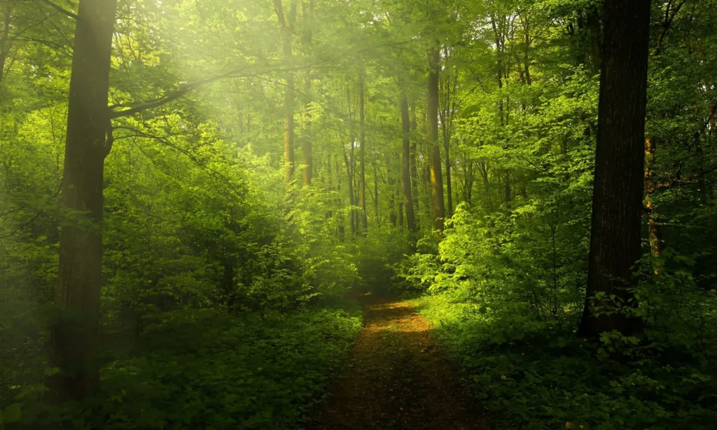 woods