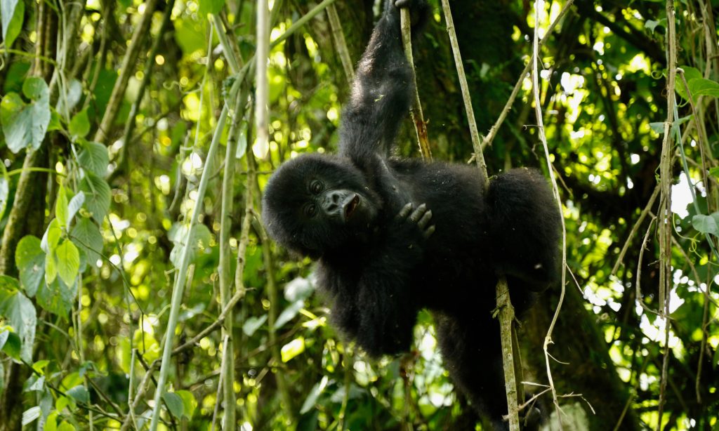 african_safari_gorillas