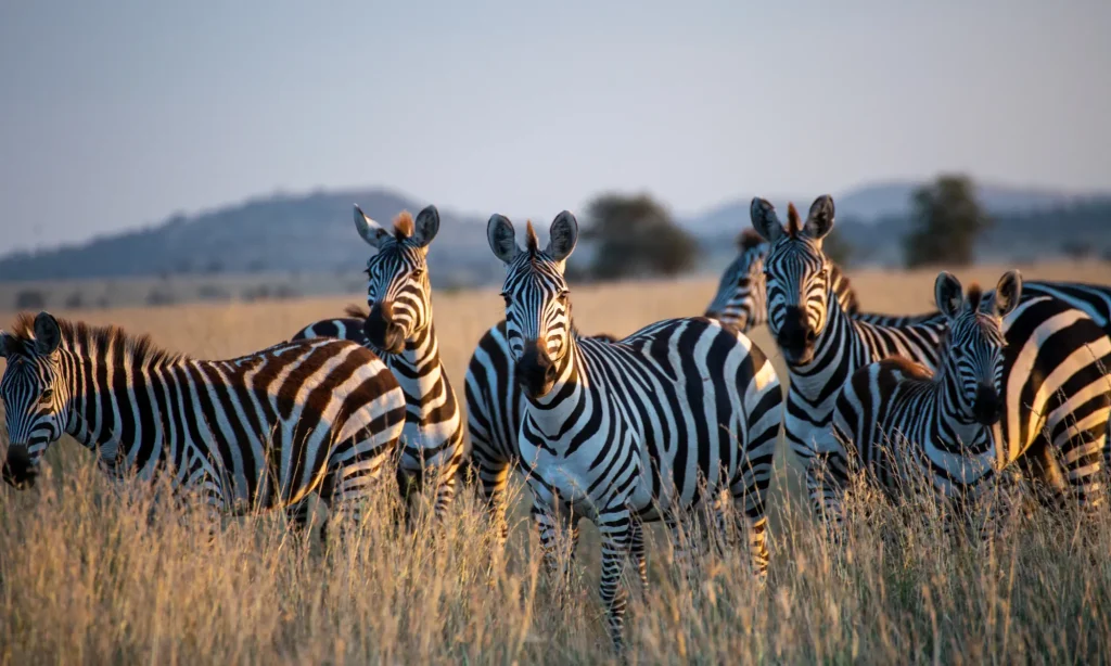 wildlife_zebras