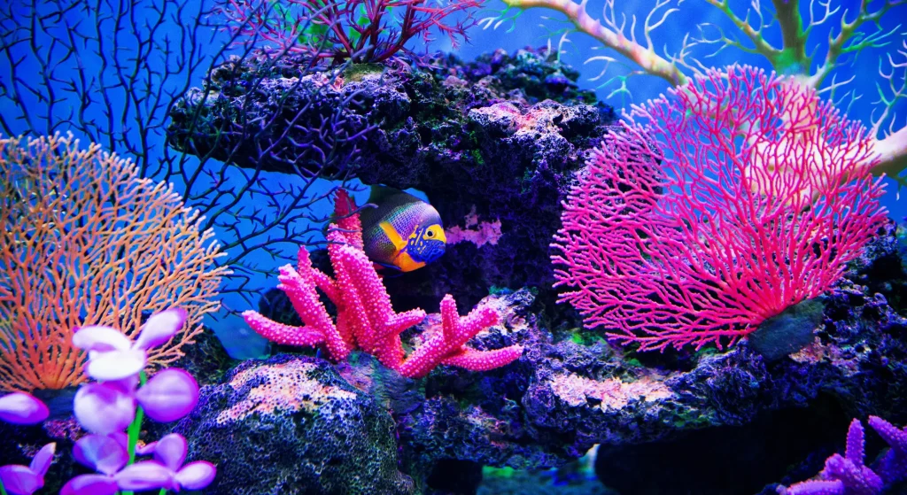 scuba_diving