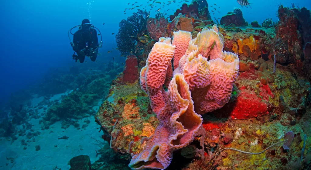 scuba_diving_in_St_Lucia