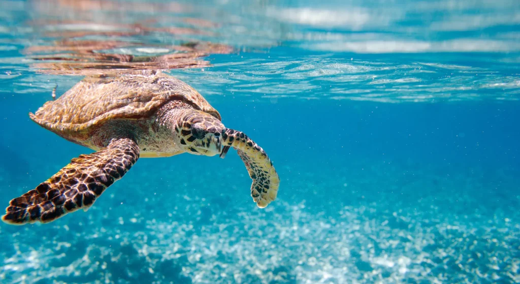 Turtle-Saving Travels 5 turtle-saving