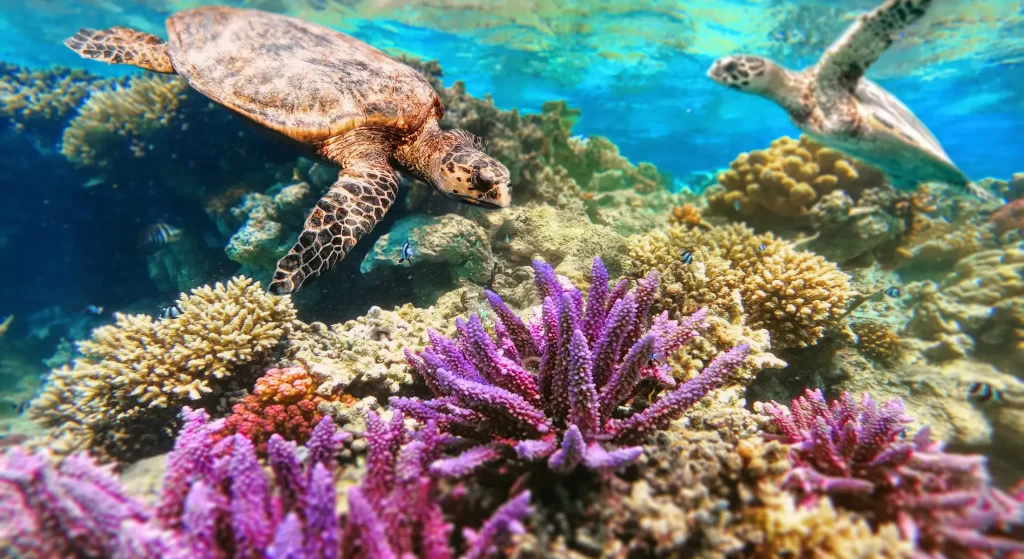 Diving deep into Coral Reef Day 13 coral_reef