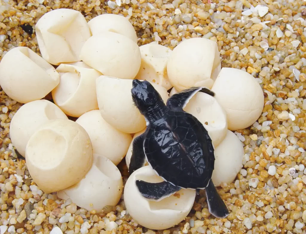 turtle_hatching