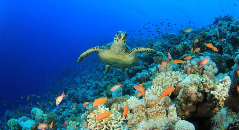 coral_reef