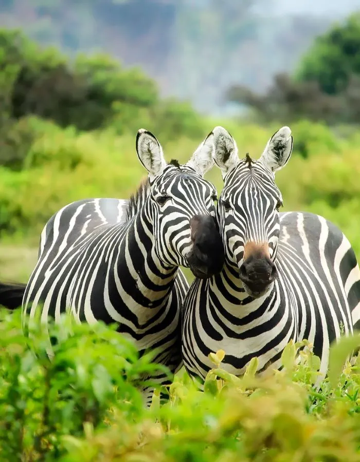 zebras