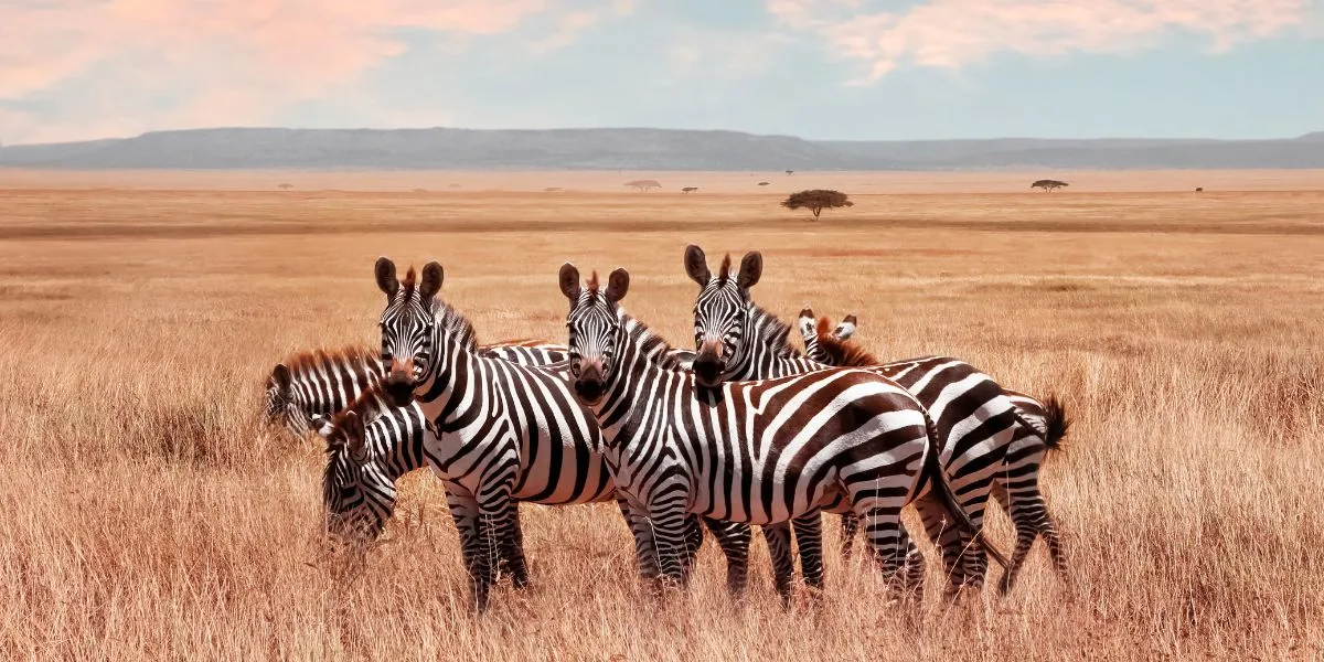 grevy_zebra
