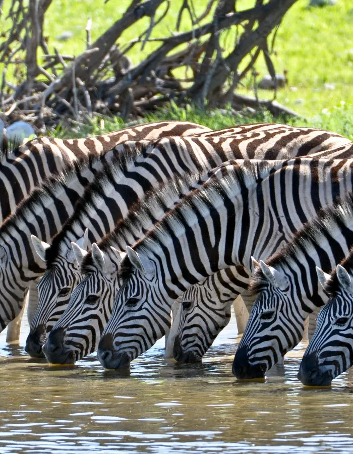 zebras