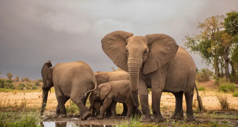 elephant_conservation