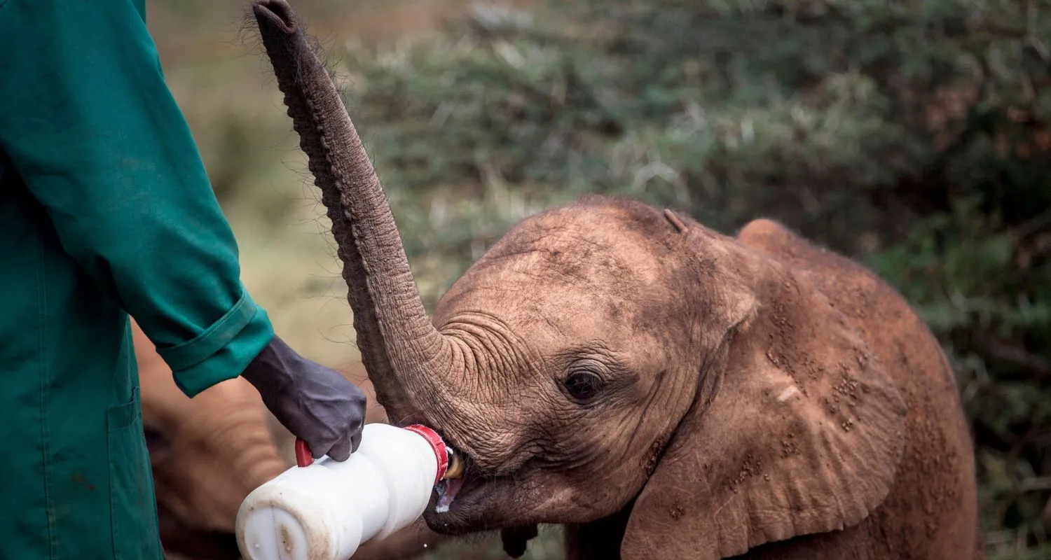 elephant_sanctuary