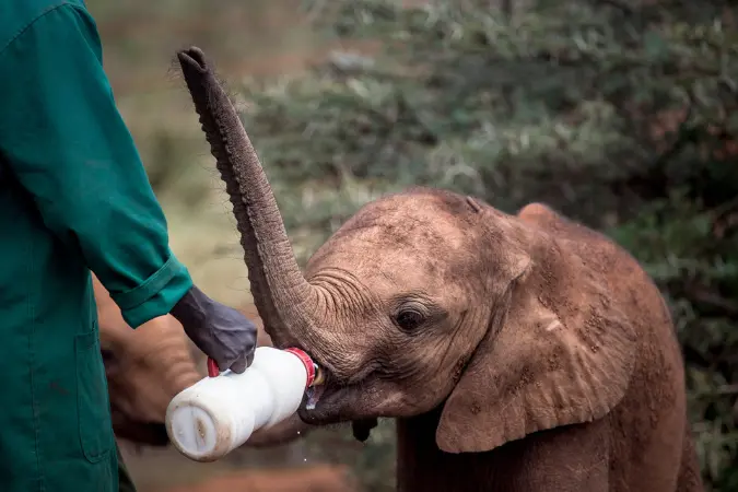 elephant_sanctuary