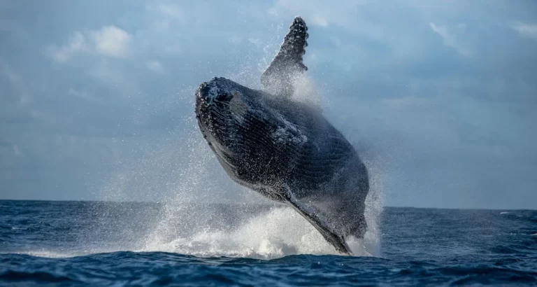 Whale_watching