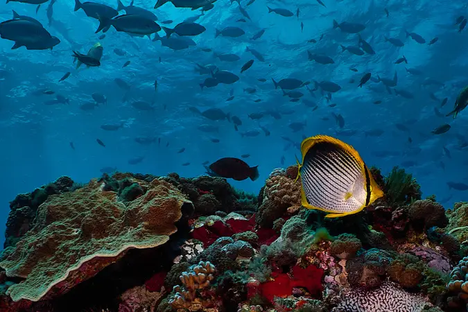 scuba_diving_australia