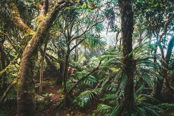 jungle_trails_australia