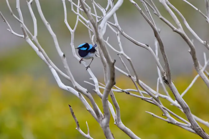 birdwatching_australia