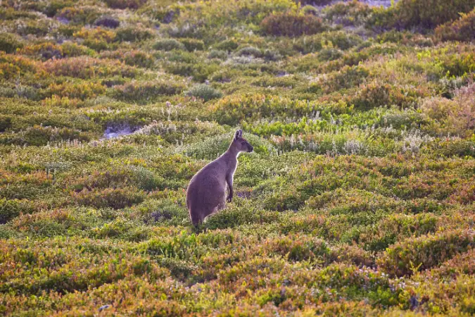 kangaroo