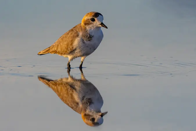 birds_atacama_desert