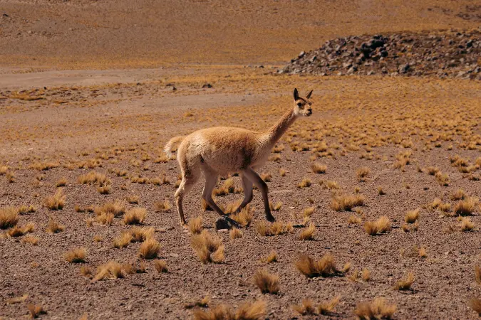 atacama_wildlife