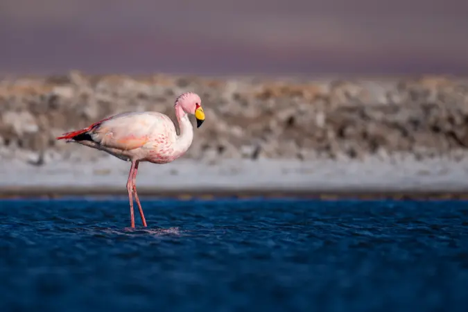 flamingos_atacama