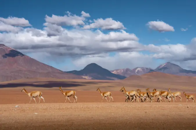 llamas_Chile