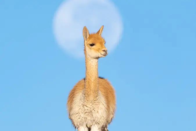 atacama_wildlife