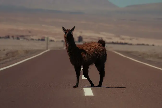 alpaca_Chile